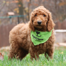 Poodle Puppy Jordan