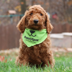 Poodle Puppy Jordan