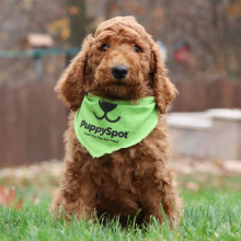 Poodle Puppy Jordan