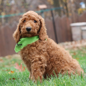 Poodle Puppy Jordan