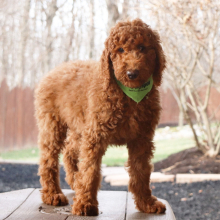 Poodle Puppy Jordan