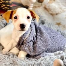 Jack Russell Terrier Puppy Olivia