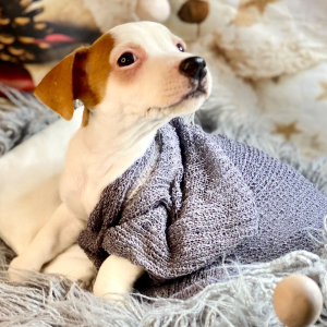 Jack Russell Terrier Puppy Olivia