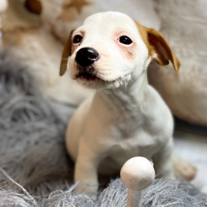 Jack Russell Terrier Puppy Olivia