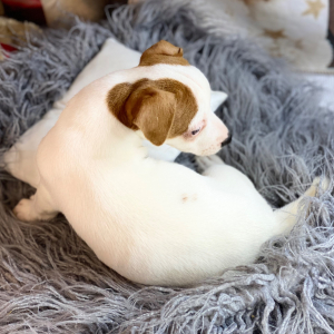 Jack Russell Terrier Puppy Olivia