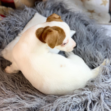 Jack Russell Terrier Puppy Olivia