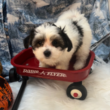 Coton de Tulear Puppy Bella