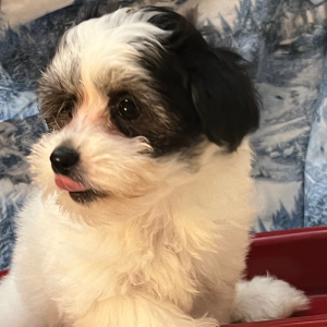 Coton de Tulear Puppy Bella