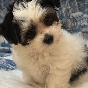 Coton de Tulear Puppy Bella