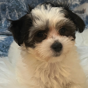 Coton de Tulear Puppy Bella