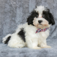 Havanese Puppy Bobbie