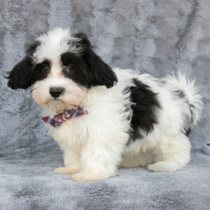 Havanese Puppy Bobbie