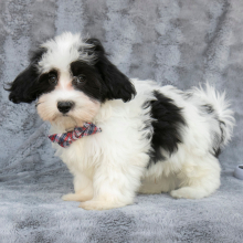 Havanese Puppy Bobbie