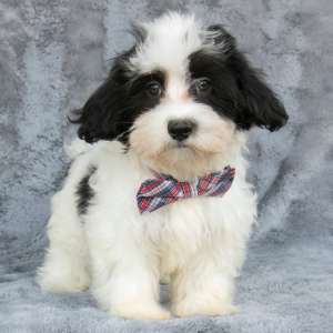 Havanese Puppy Bobbie
