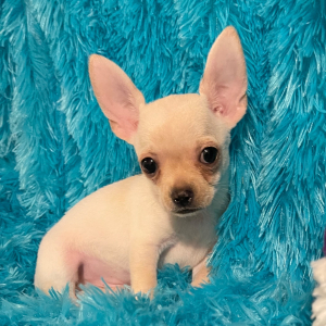 Chihuahua Puppy Oscar