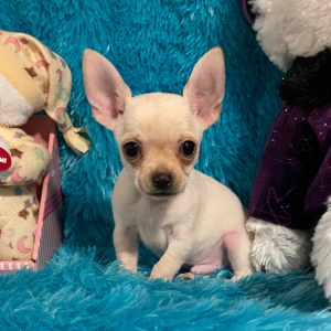 Chihuahua Puppy Oscar