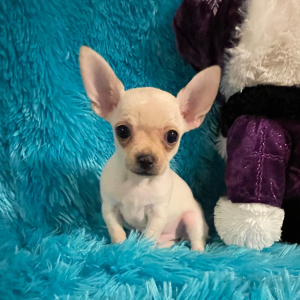 Chihuahua Puppy Oscar