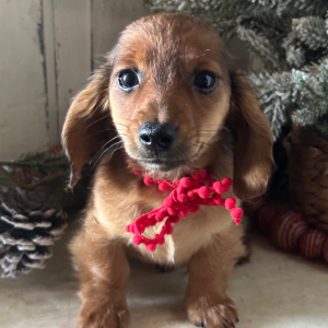 Dachshund Puppy Bentley