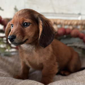 Dachshund Puppy Bentley