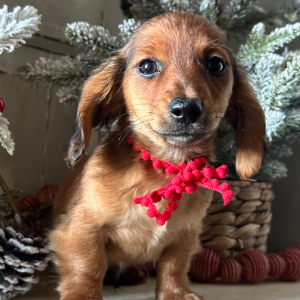 Dachshund Puppy Bentley