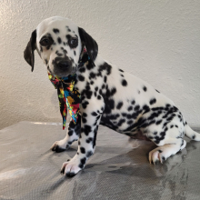 Dalmatian Puppy Skyla