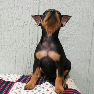 Miniature Pinscher Puppy Mattie
