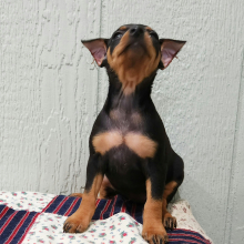 Miniature Pinscher Puppy Mattie