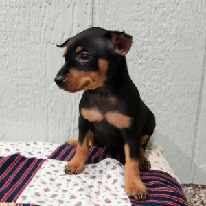 Miniature Pinscher Puppy Mattie