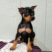 Miniature Pinscher Puppy Mattie