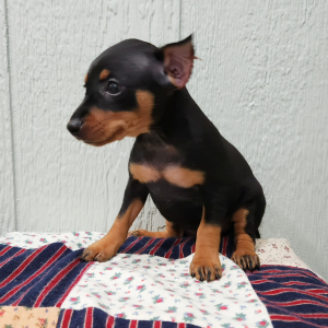 Miniature Pinscher Puppy Mattie