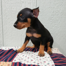 Miniature Pinscher Puppy Mattie