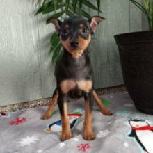 Miniature Pinscher Puppy Mattie