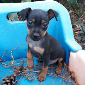 Miniature Pinscher Puppy Joey
