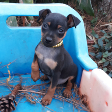 Miniature Pinscher Puppy Joey
