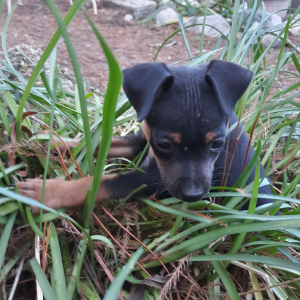 Miniature Pinscher Puppy Joey