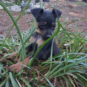 Miniature Pinscher Puppy Joey