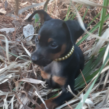 Miniature Pinscher Puppy Joey