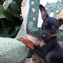 Miniature Pinscher Puppy Joey