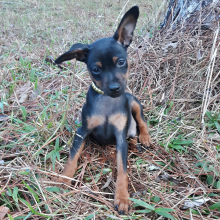 Miniature Pinscher Puppy Joey