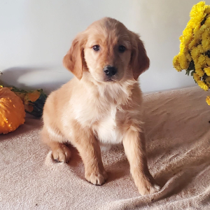 Golden Retriever Puppy Toby