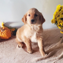 Golden Retriever Puppy Toby