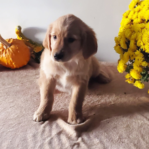 Golden Retriever Puppy Toby