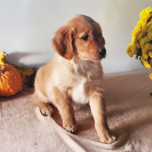 Golden Retriever Puppy Toby