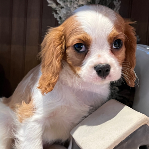 Cavalier King Charles Spaniel Puppy George