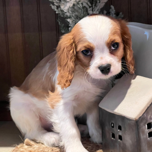 Cavalier King Charles Spaniel Puppy George
