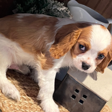 Cavalier King Charles Spaniel Puppy George