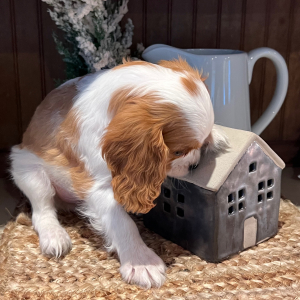 Cavalier King Charles Spaniel Puppy George