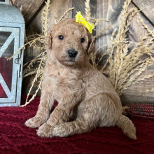 Goldendoodle Puppy Apple