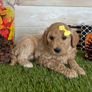 Goldendoodle Puppy Apple