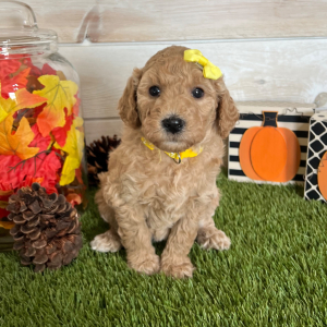 Goldendoodle Puppy Apple